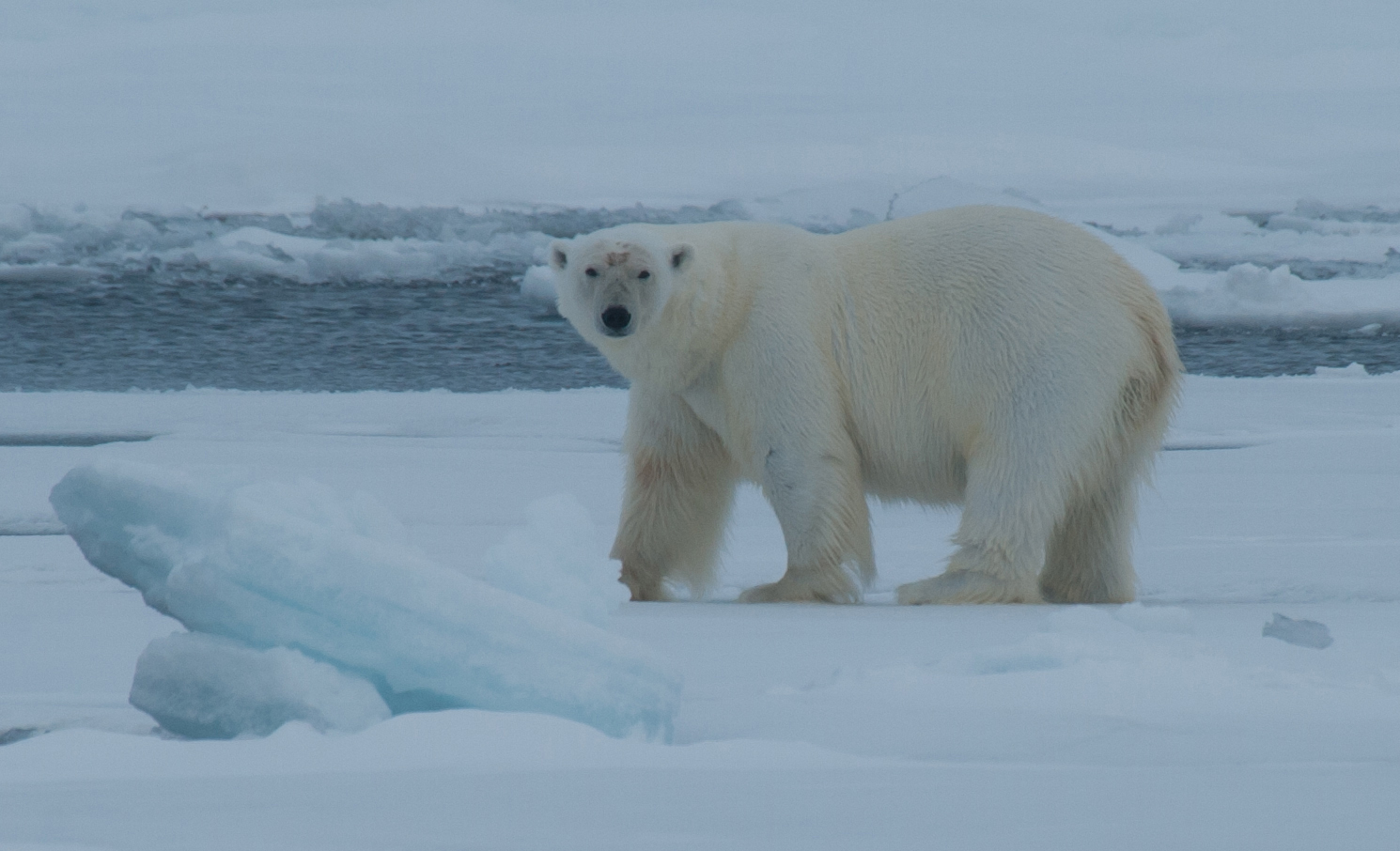 Wyprawy w Arktykę - Niedźwiedź polarny w Arktyce, Spitsbergen