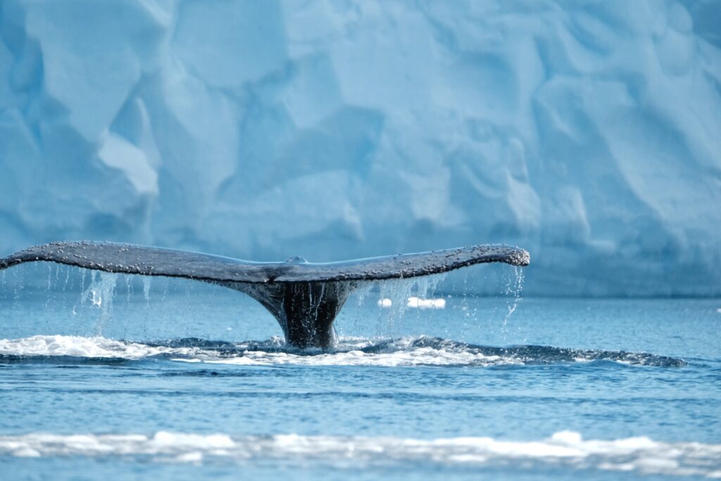 Zanurzenie wieloryba na Antarktydzie - Autor: Jeden ze współpasażerów