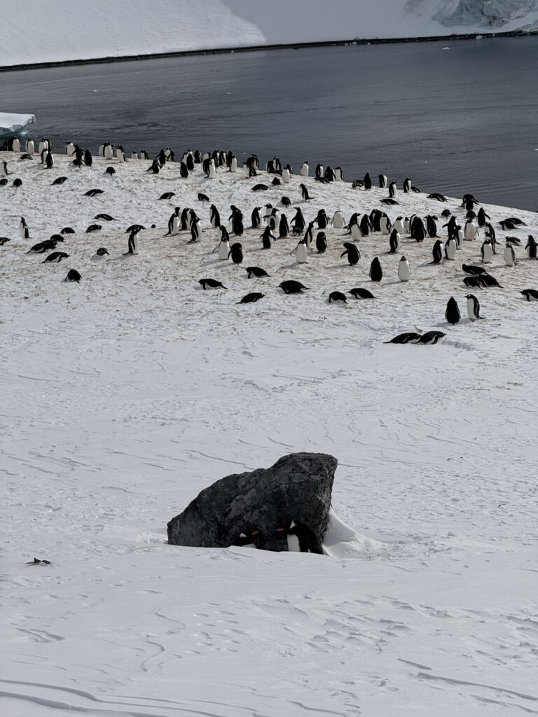 Dwa pingwiny chowające się pod kamieniem - Organizacja wypraw na Antarktydę