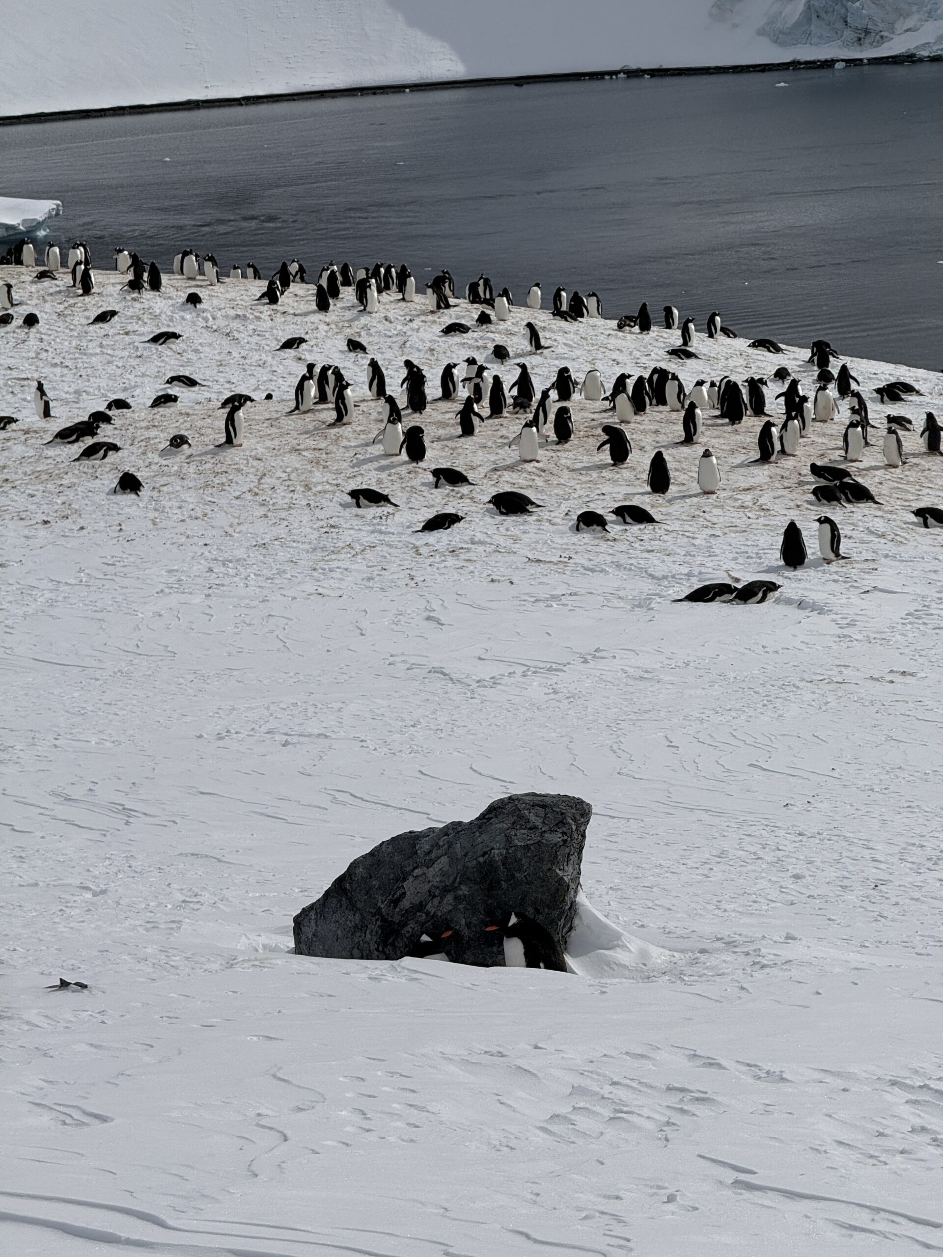 Dwa pingwiny chowające się pod kamieniem - Organizacja wypraw na Antarktydę