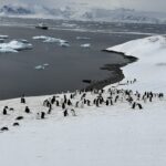 Kolonia pingwinów na Antarktydzie