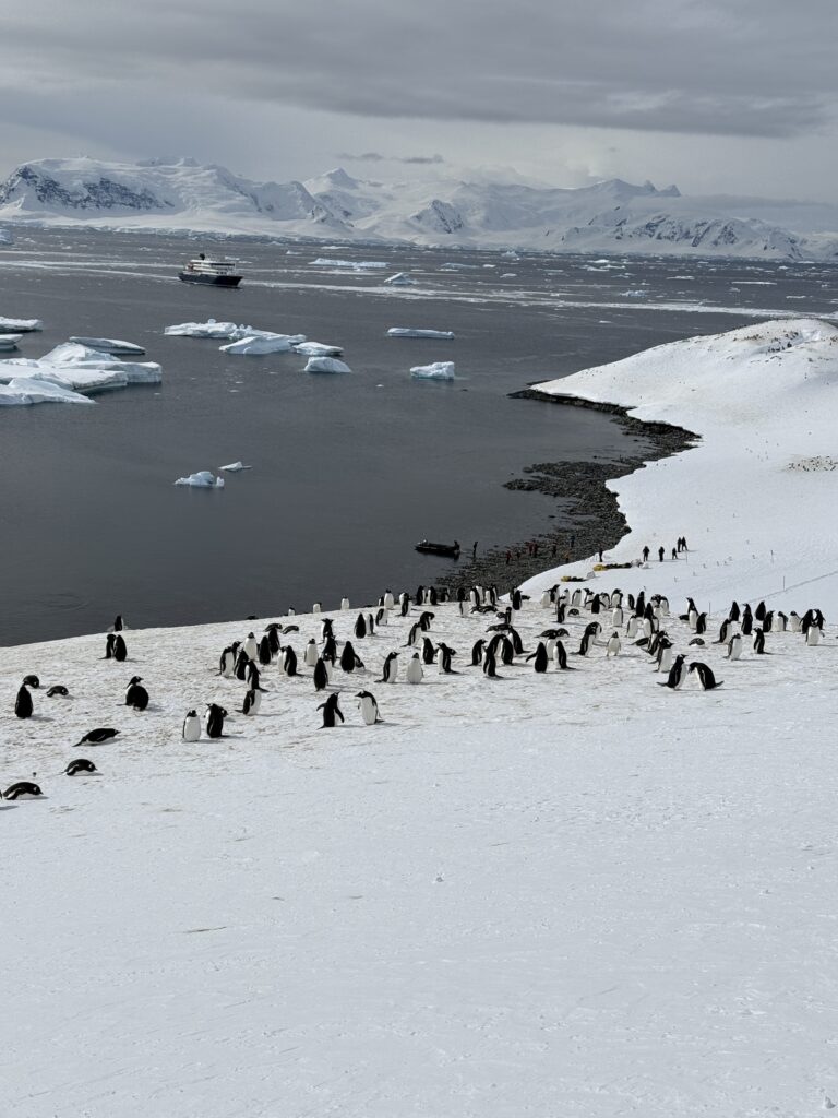 Kolonia pingwinów na Antarktydzie