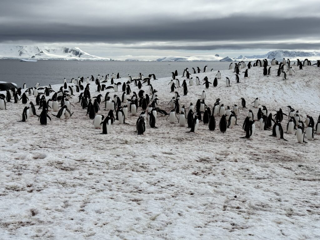 Kolonia pingwinów na Antarktydzie - jak zorganizować wyjazd na Antarktydę