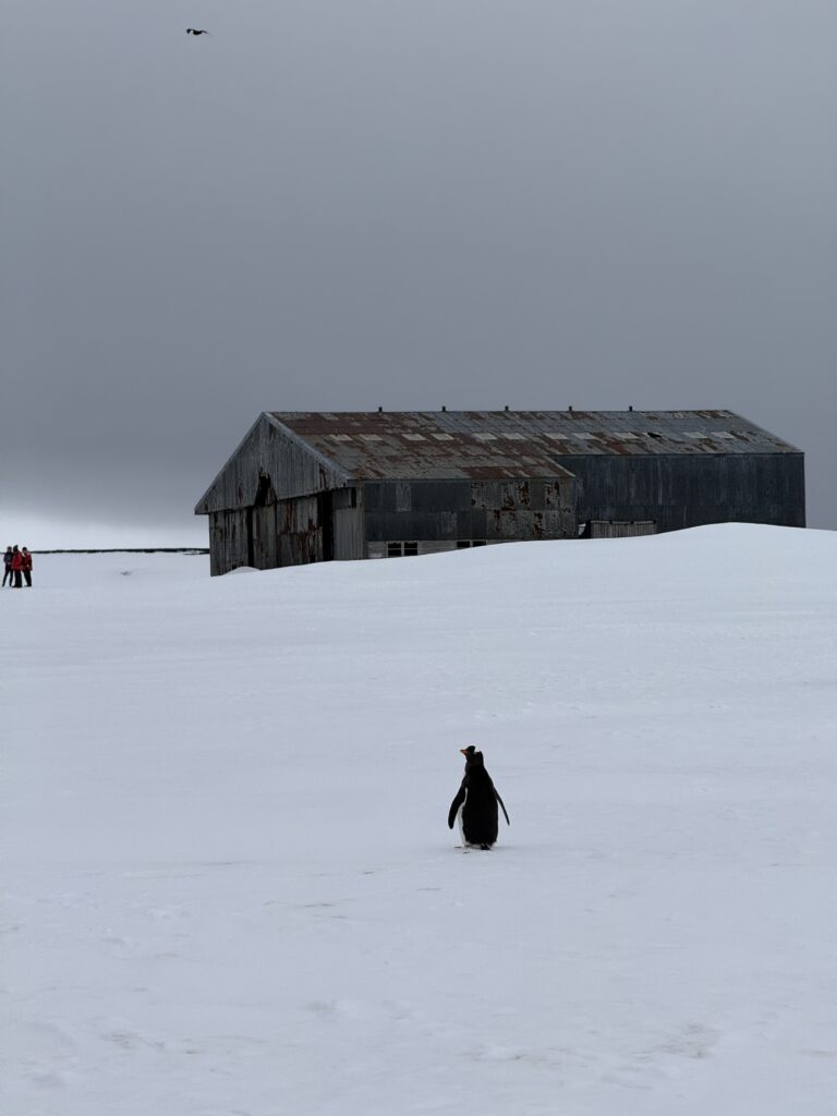 Pingwin na Deception Island na Antarktydzie, hangar w tle