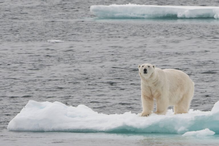 Niedźwiedź polarny na krze lodowej by Frank Maes